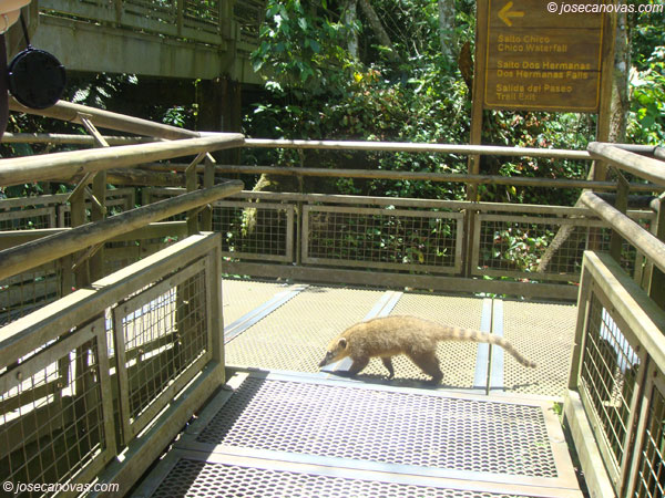 coati2