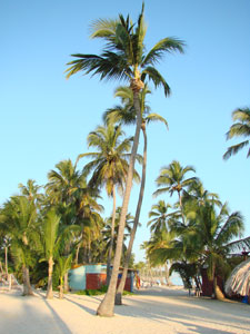 palmera