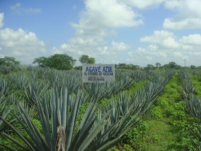 agave