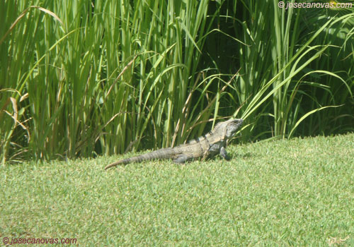 iguana