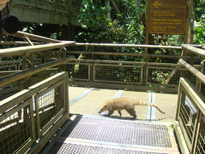 coati