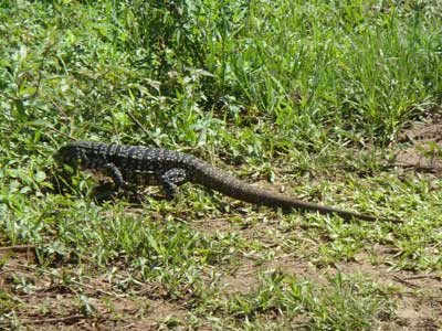 lagarto