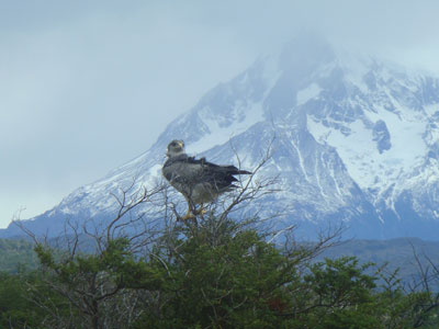 Águila imperial