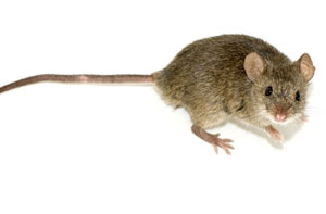 rata