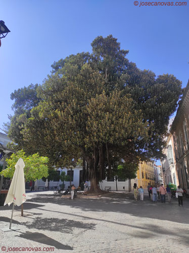 arbol