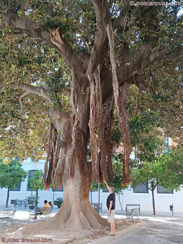 arbol2