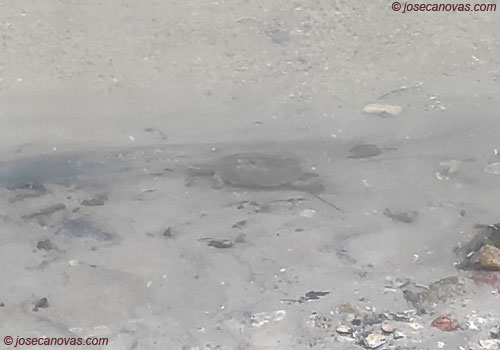 tortuga