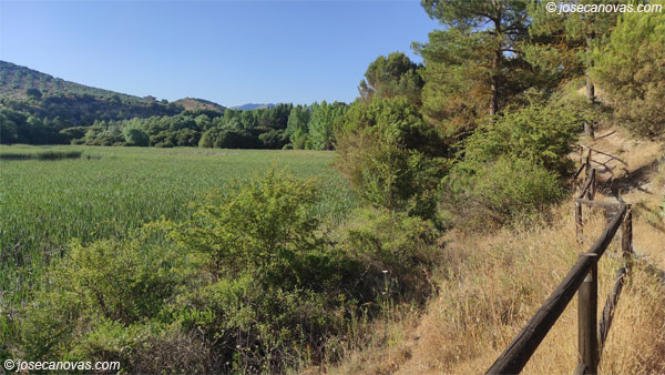 bosque