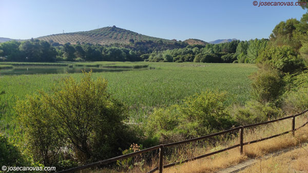 bosque2