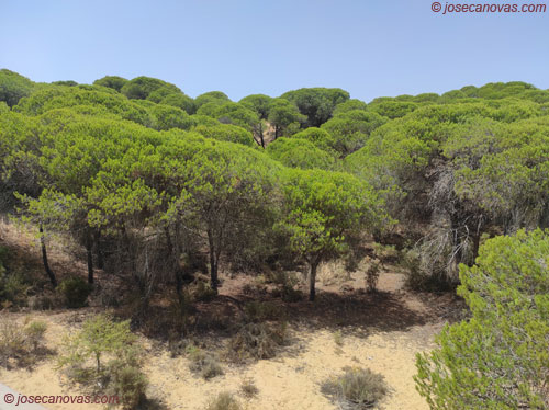 bosque