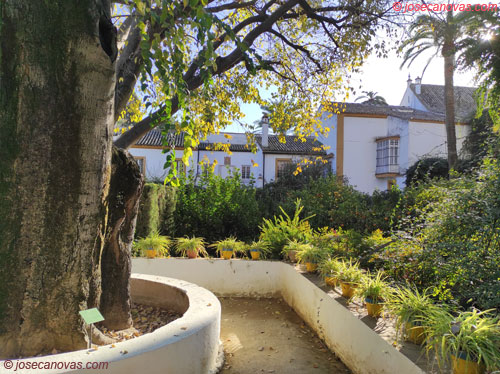 ficus