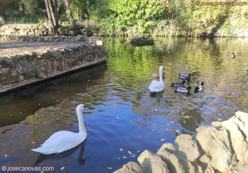 pajaros2