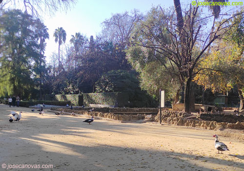 patos2