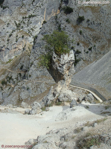 collaos2