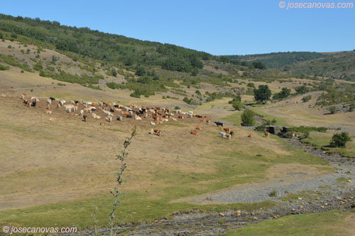 vacas