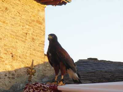Cetrería en la plaza Mayor