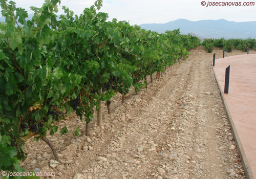 vinas2