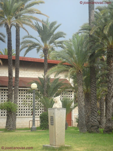 palmeral6