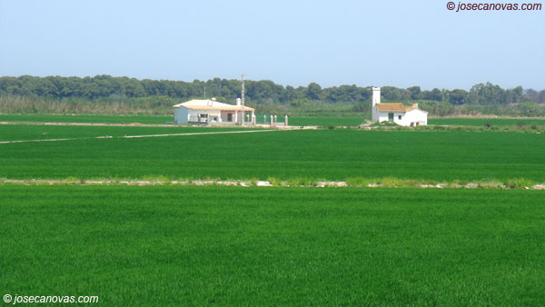 arrozal