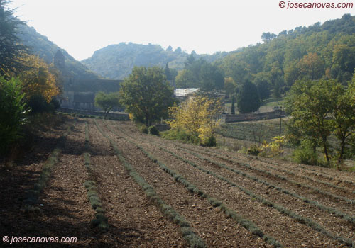 lavanda