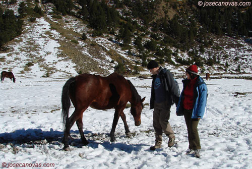 caballos2