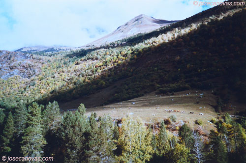 hayedo