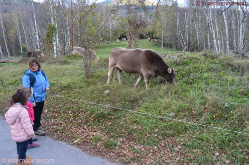 vacas