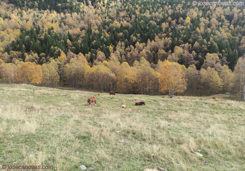 bordas2