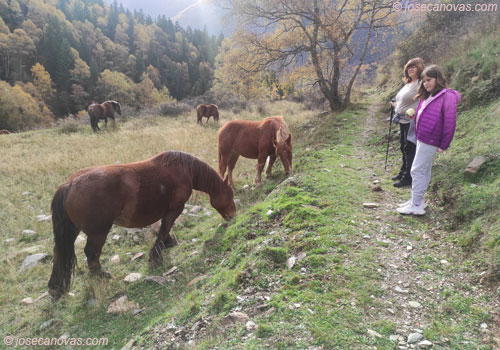 caballos