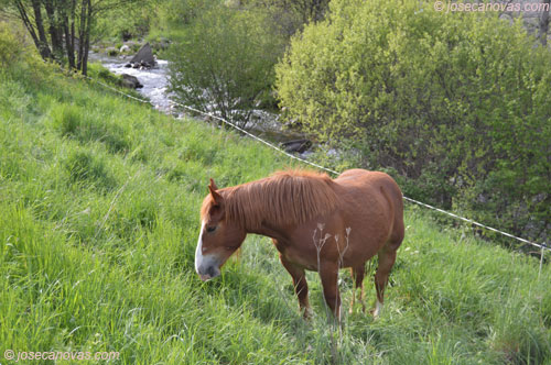 caballo