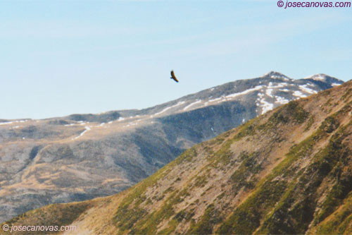 aguila