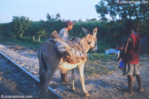 burro