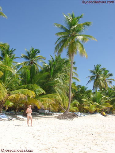 palmera