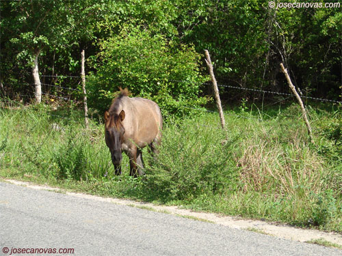 caballo