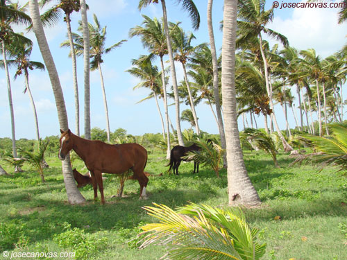 caballos