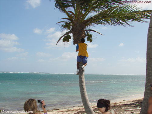 palmera