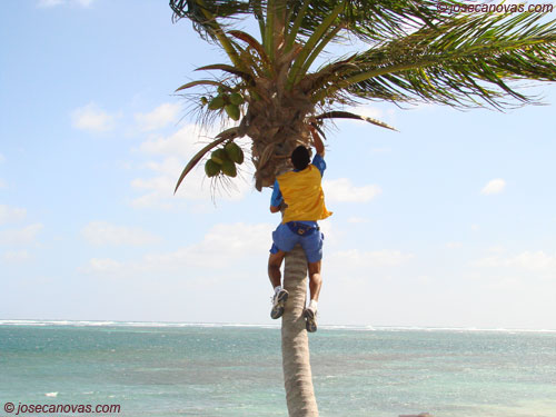 palmera2