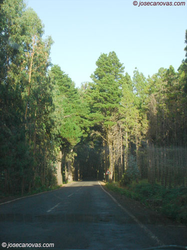 bosque2