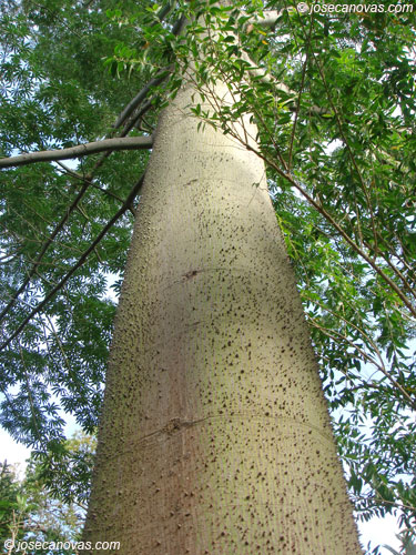 ceiba
