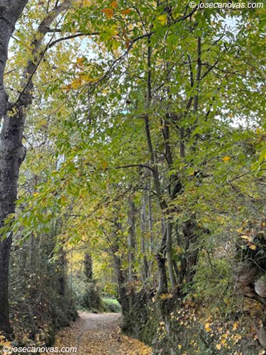 bosque