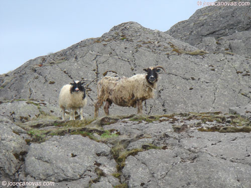cabras