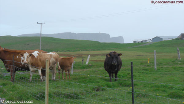 vacas
