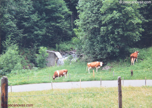vacas